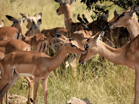 HPLY Category by Animals